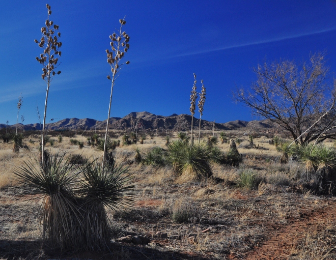 joshua trees along the road to Dragoon